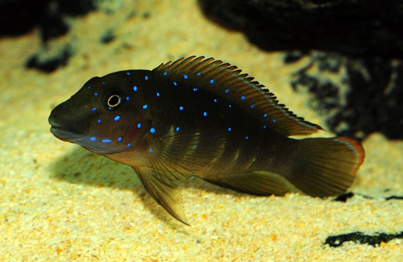 Eretmodus cyanostictus 'Cameron Bay'